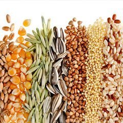 Seeds