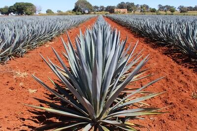 Agave