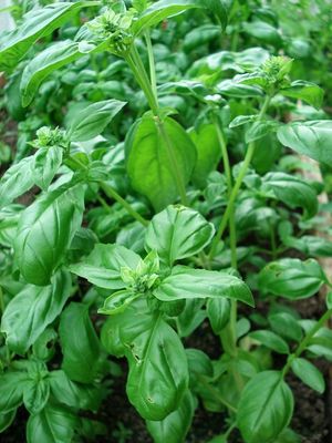 Basil