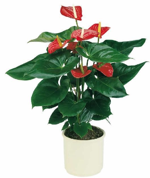 Anthurium Dakota sin maceta