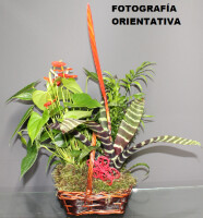 Cesta 5