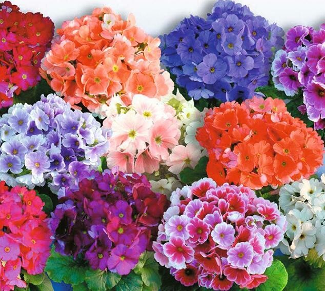 Primulas
