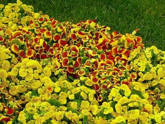 Calceolaria