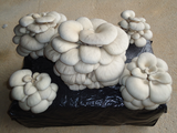 Balas de Setas