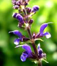 Flor de Salvia Bandeja de 14-18gr