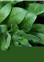 Hoja de Caléndula Bandeja de 50-60gr