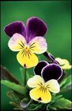 Flores Comestibles