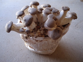 Boletus