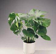 Monstera