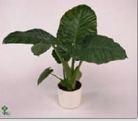 Alocassia
