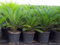 Cyca Revoluta