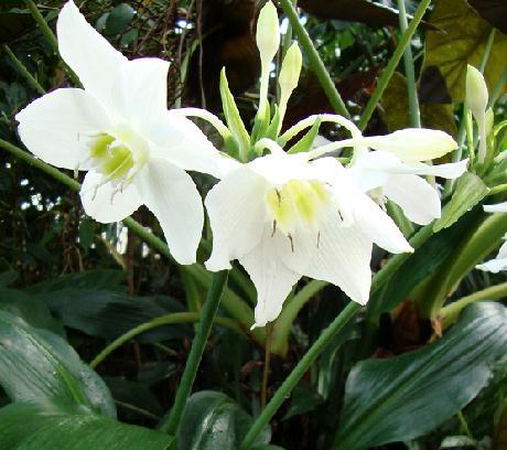 Eucharis Grandiflora