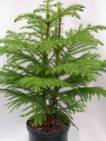 Araucaria Heterophylla (Arbol)