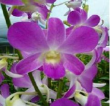 Flor cortada