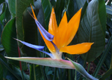 Flores Tropicales