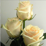 Rosas