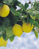 Frutales