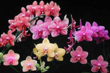 Orquídeas