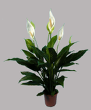 Plantas exóticas