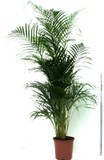 Plantas verdes