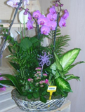 Composición de Plantas