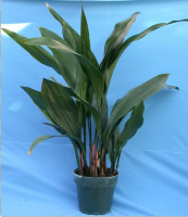 Aspidistra (Planta)