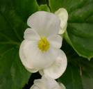 Begonia White Sugar Bandeja de 35-45 gr