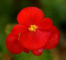 Begonia Red Sugar Bandeja 35-45gr