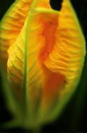 Flor de calabacin Bandeja de 8/12gr