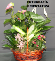 Cesta 9