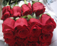 Rosas Freedom MIL
