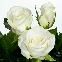 Rosas Akito PREMIUM