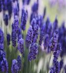 Flor de lavanda * Bandeja de 14-18gr