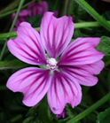 Flor de Malva Bandeja de 35-45gr