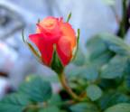 Mini Rosa Badior Bandejas de 10-12ud