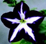 Petunia Queen