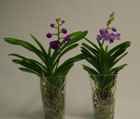 Vanda con maceta de cristal