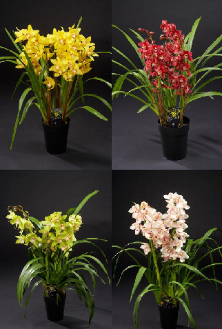 Cymbidium