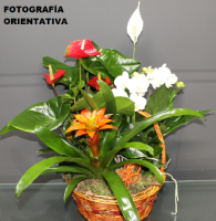 Cesta 6