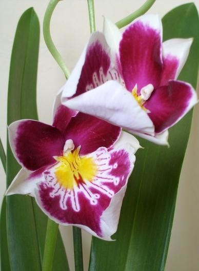 Miltonia