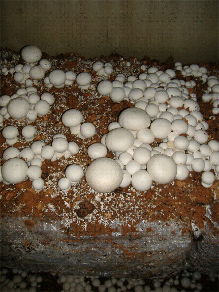 Champiñones Bala pequeña