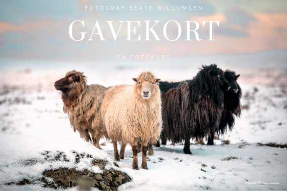 Gavekort på fotokurs Gavekort på fotokurs