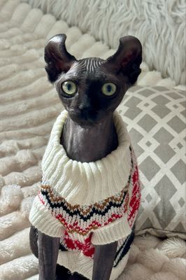 Exotic / Sphynx
