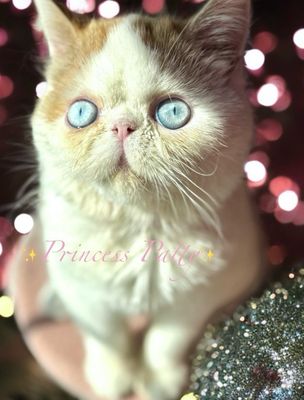 Princess Patty Exotic / Sphynx