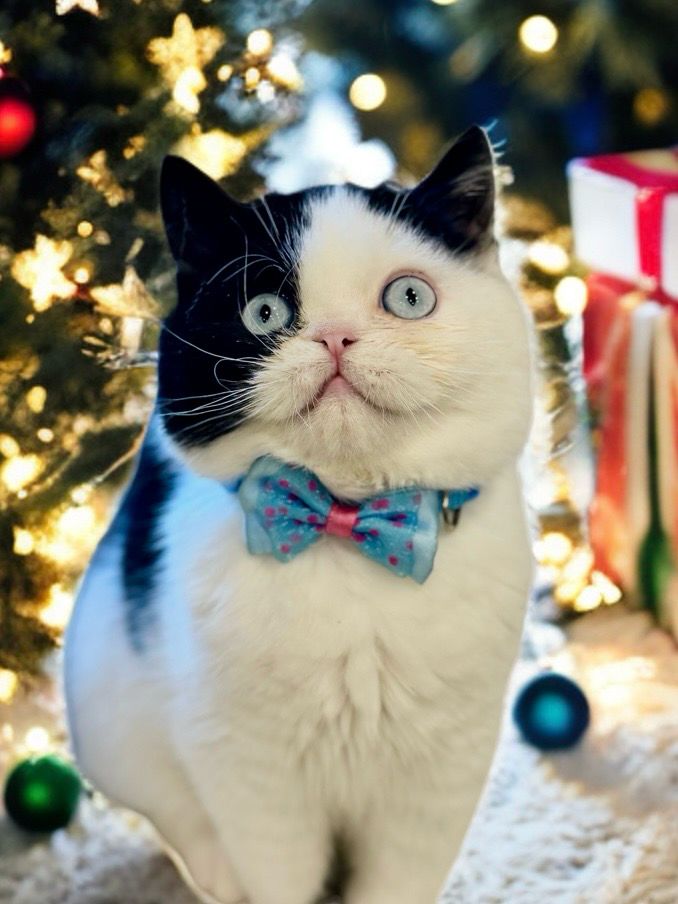 Baby Panda Exotic / Sphynx