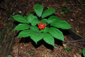 ginseng fruit