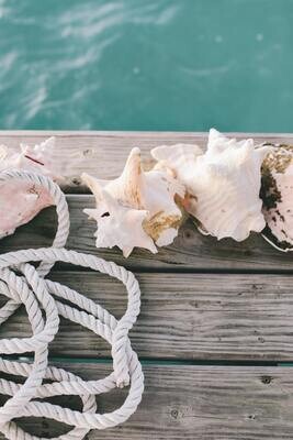 Shell &amp; Bone