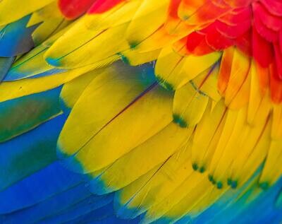 Feathers