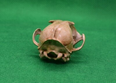 3D Printed Resin Skulls
