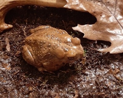 3D Printed Amphibians